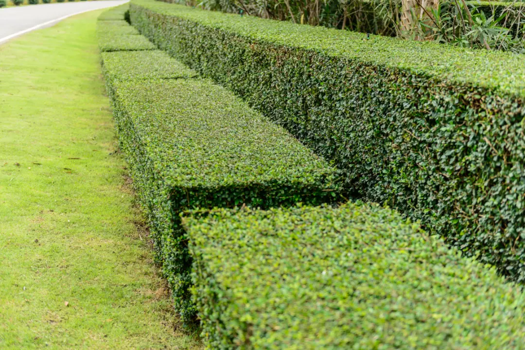 Hedge Maintenance Newbury, Donnington, Thatcham