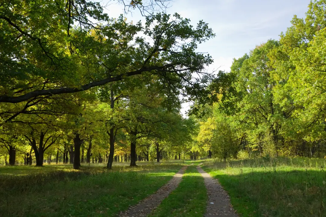 Leafy woodland canopy