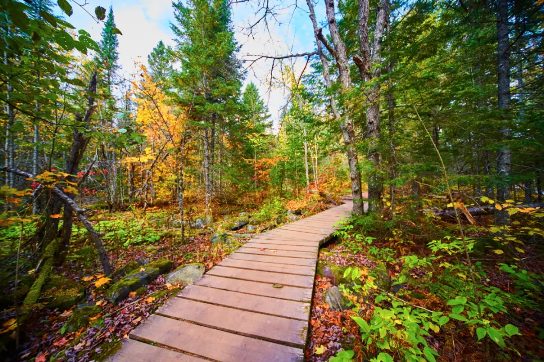Path through leafy woodland